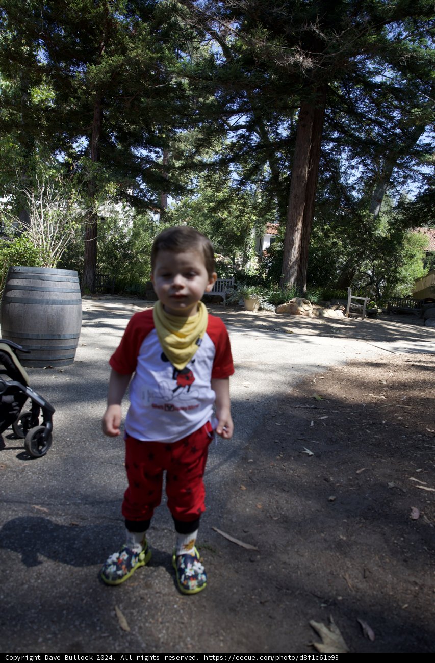 Wesley's Woodland Adventure