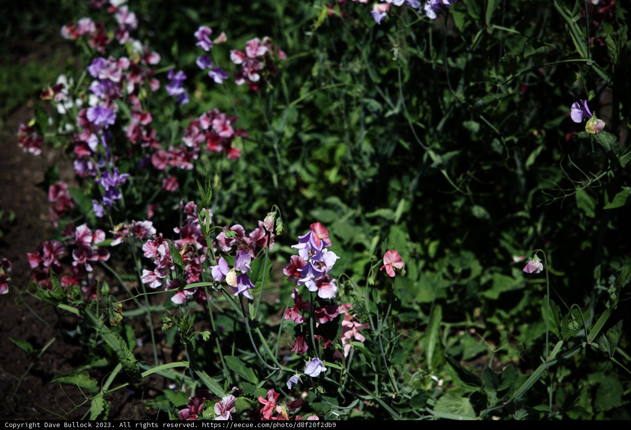 Enchanting Sweet Pea Flowers
