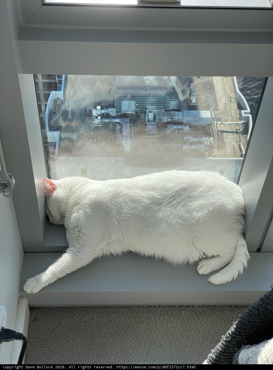 Contented Cat on San Francisco Windowsill