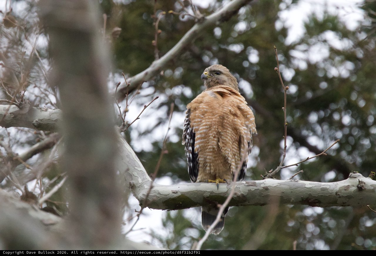 Red-Shouldered Hawk Perched on Winter Branch