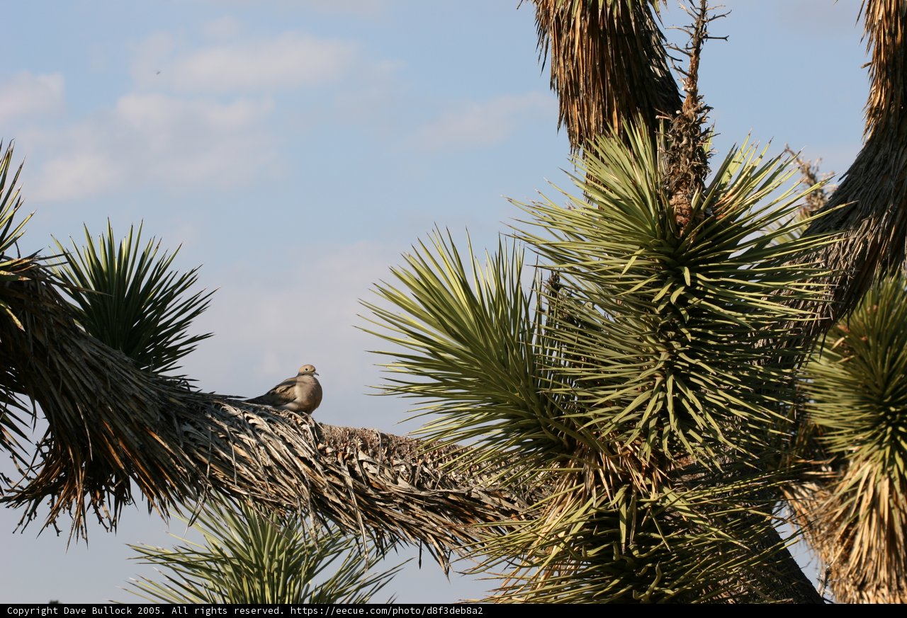 A Bird perched on a Tree Branch