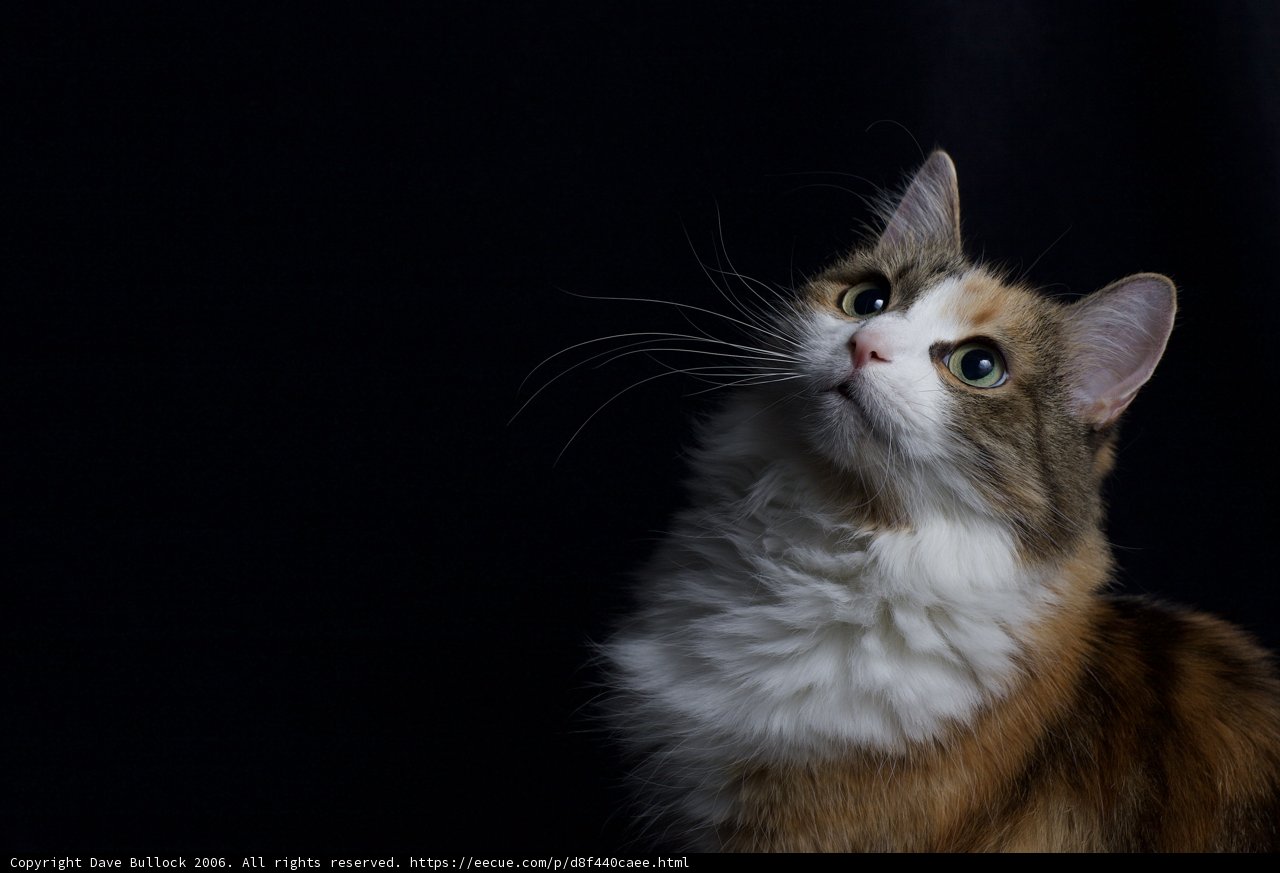 Purrfectly Calico