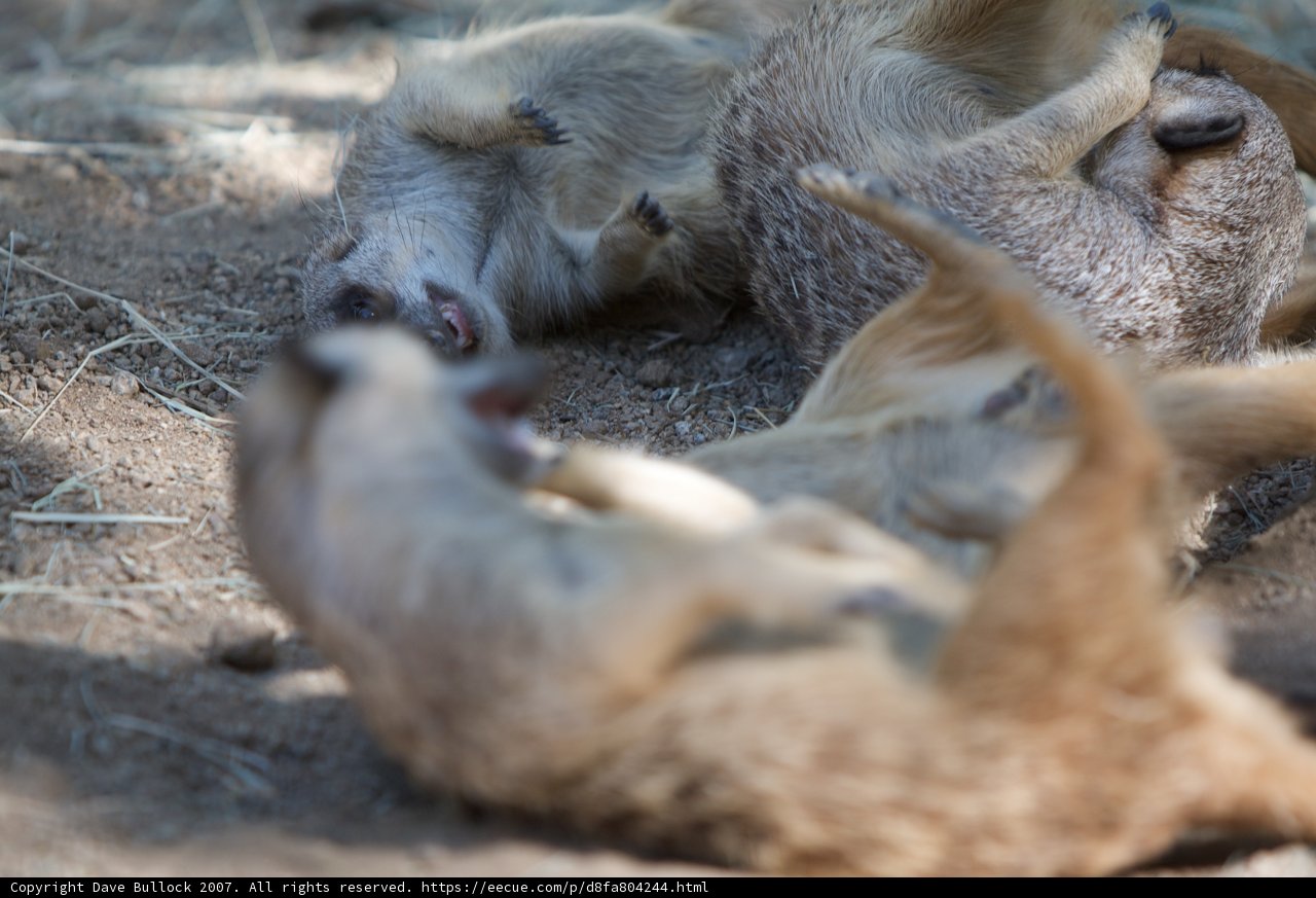 Wild Animals' Sandbox Fun