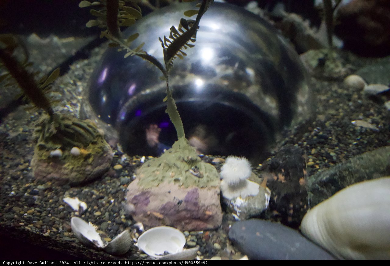 Aquatic Sphere Exploration: A Fusion of Earth and Sea