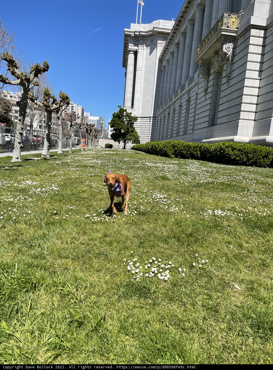 Playful Pup at City Hall
