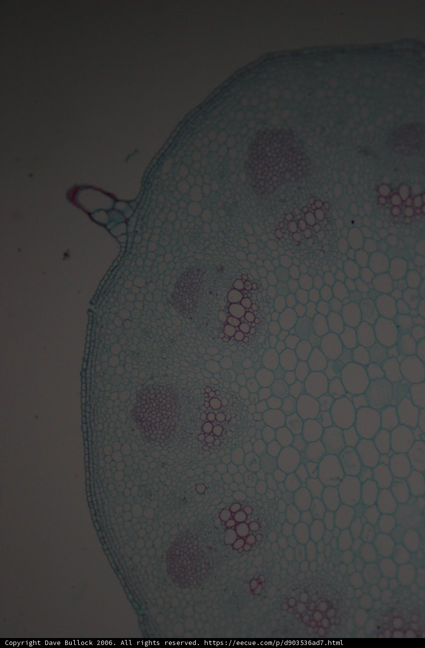 The Cellular Patterns of Life