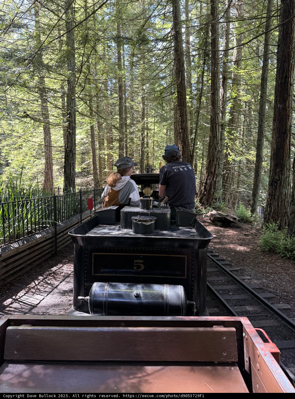Journey Through the Redwood Forest