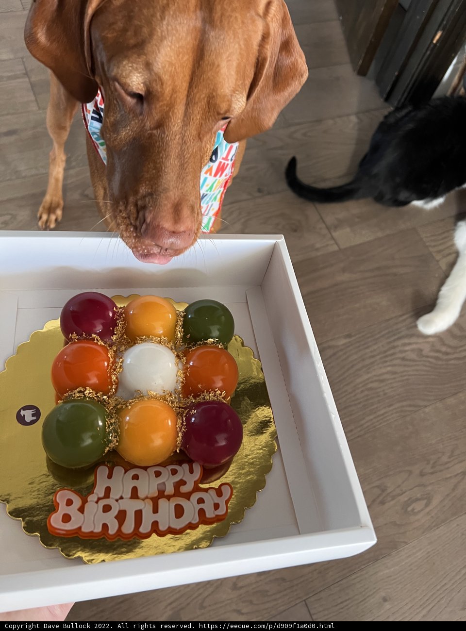 Canine Eyeing a Fruity Birthday Cake