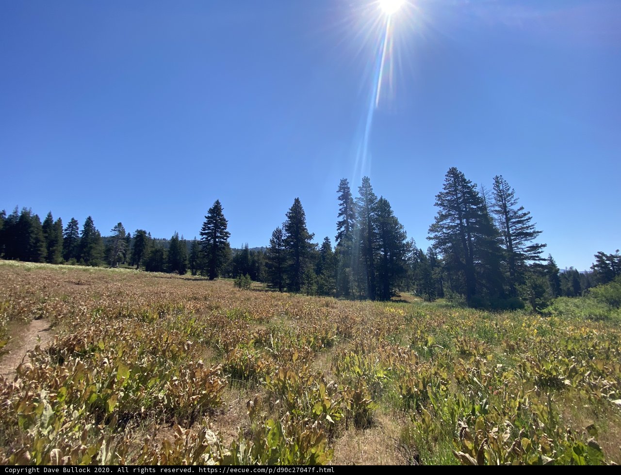 Sun-kissed Field with Towering Trees