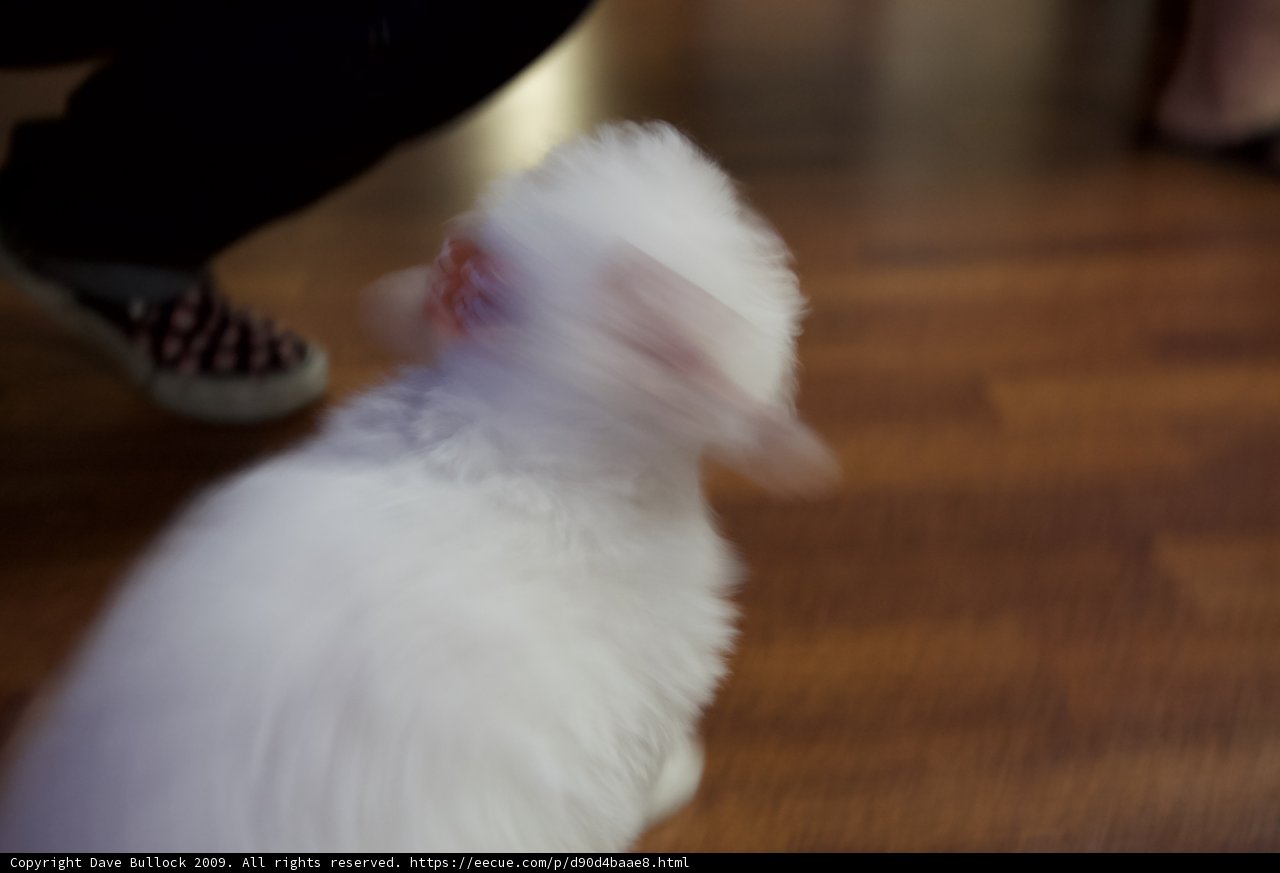 Red-Nosed Pup on Hardwood Floors