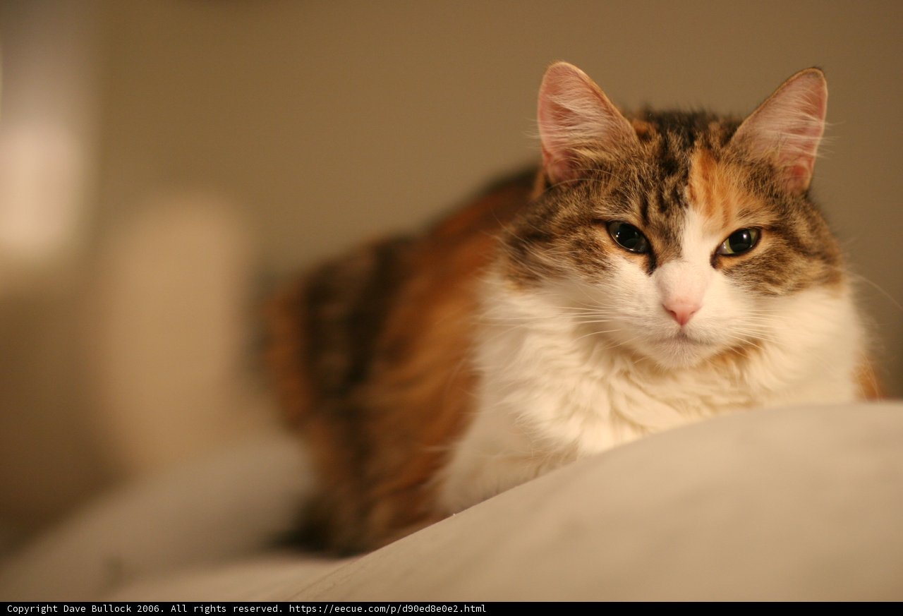 Lazy Day Cat
