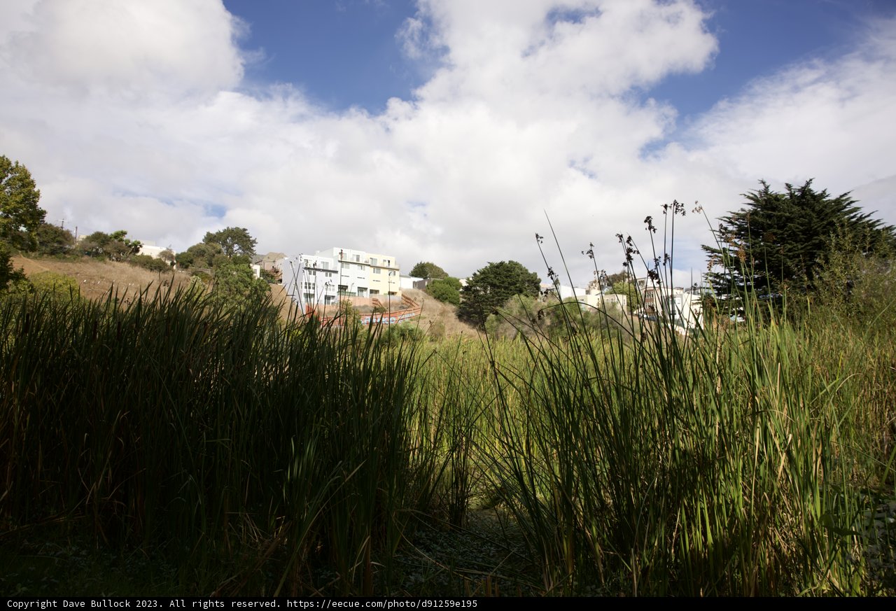 A Natural Oasis Amidst Urban Structures