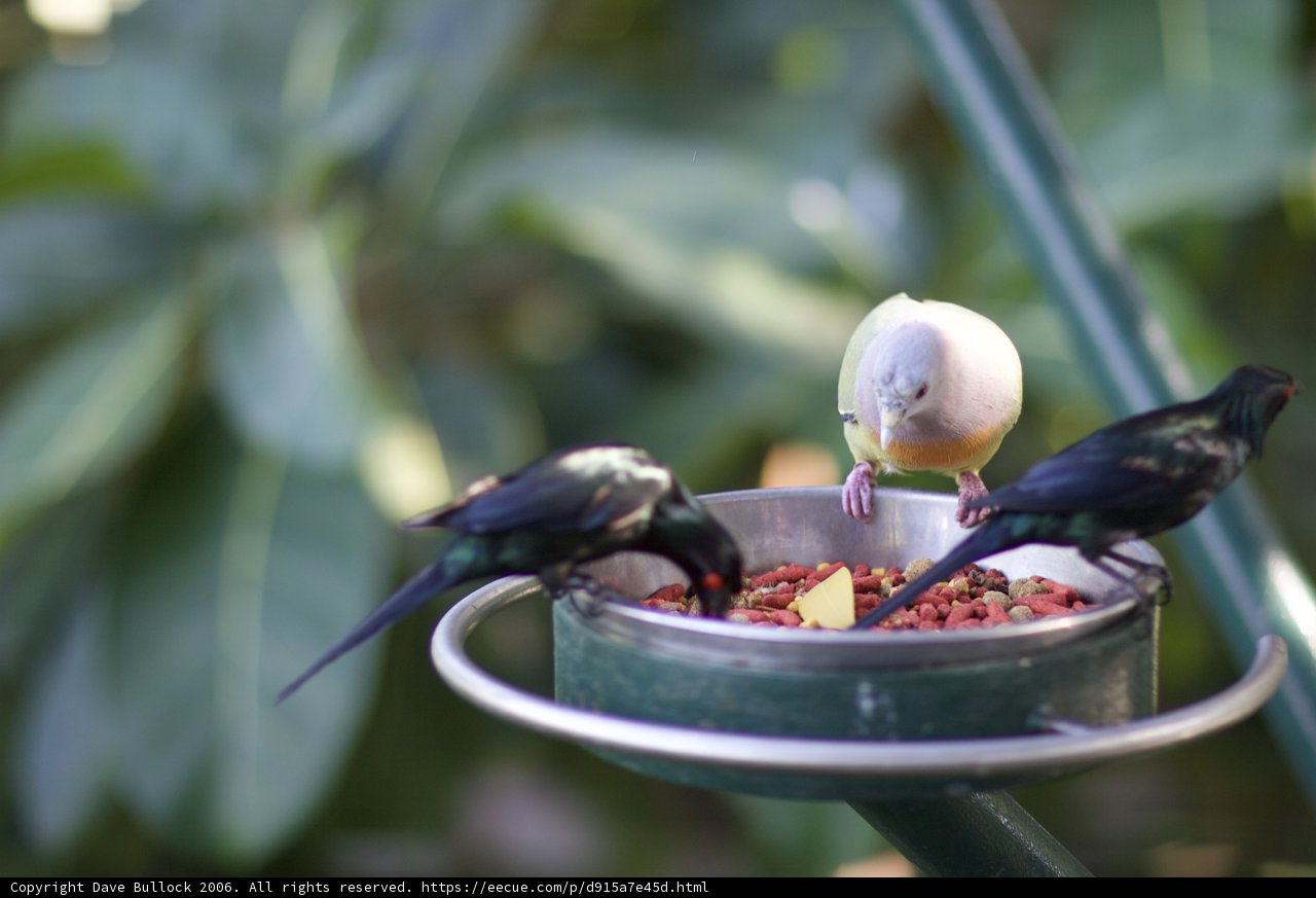 The Blackbird Feeder
