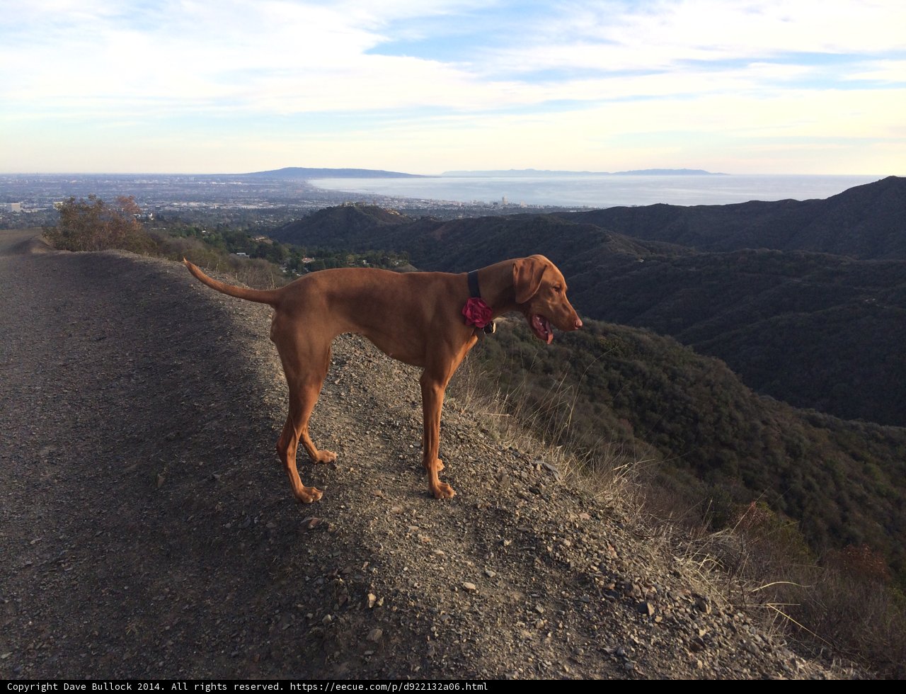 Majestic Vizsla overlooking the valley Caption: An elegant Vizsla stands proudly on a hill, taking in the breathtaking view of the valley below in Westridge-Canyonback Wilderness Park.
