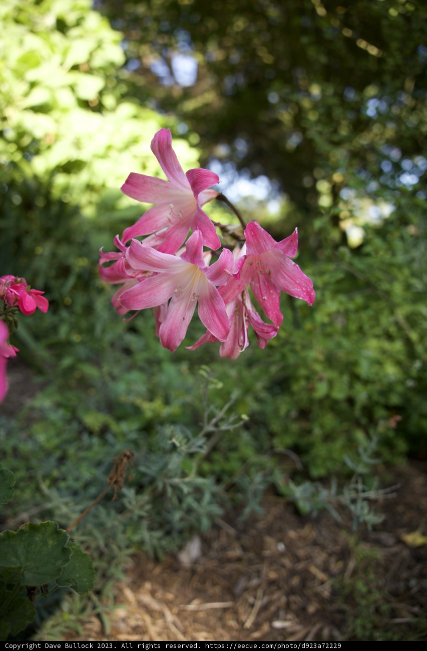 Blooming Delight in San Francisco