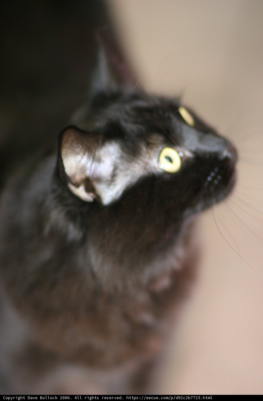 Inquisitive Black Cat