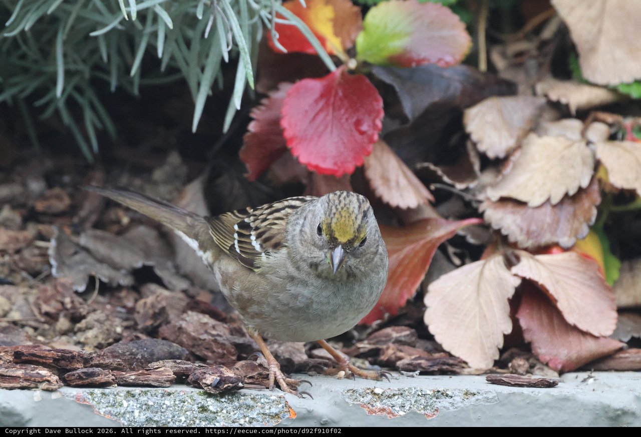 Golden-Crowned Sparrow Among Autumn Leaves