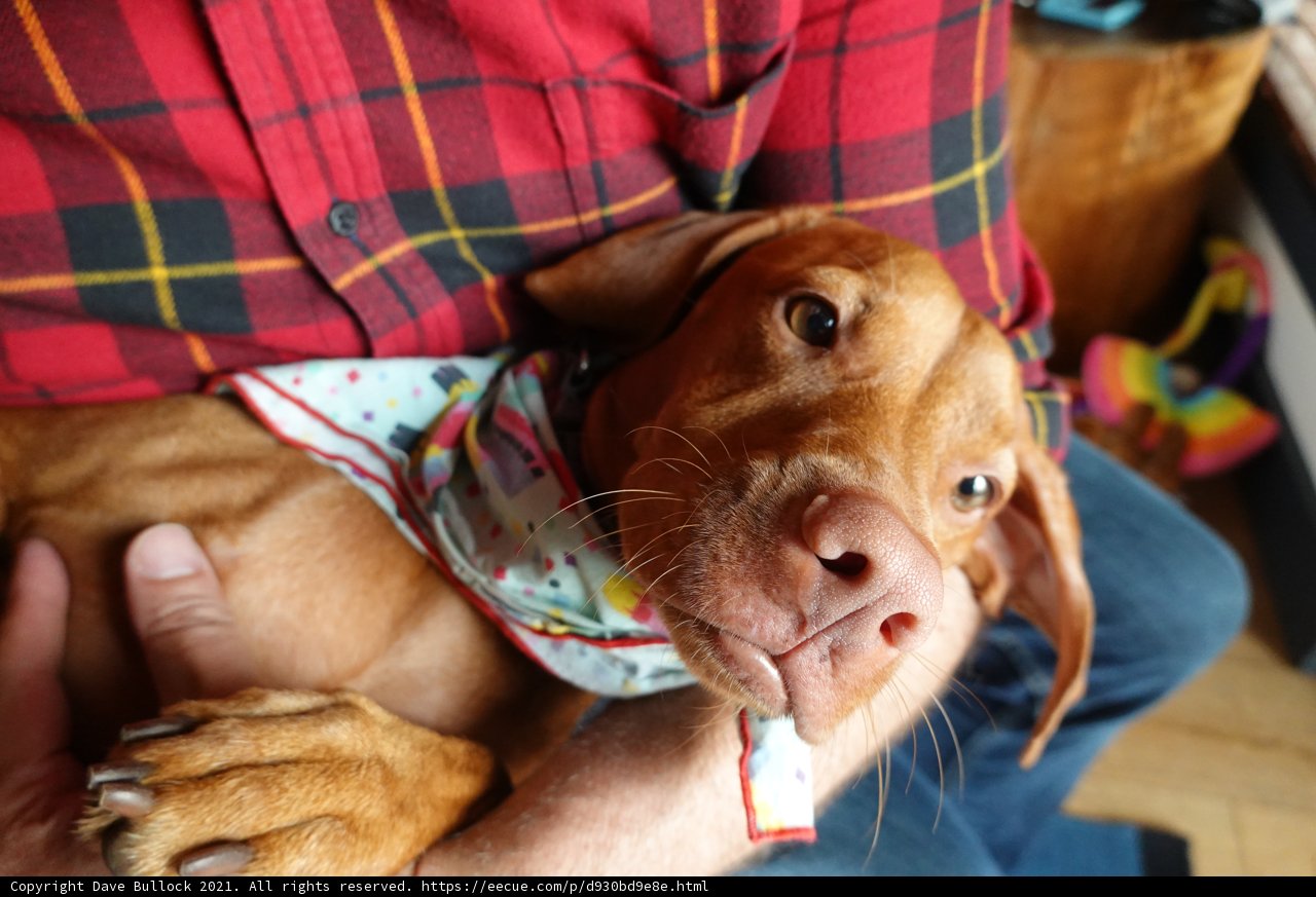 Stylish Vizsla in a Bandana