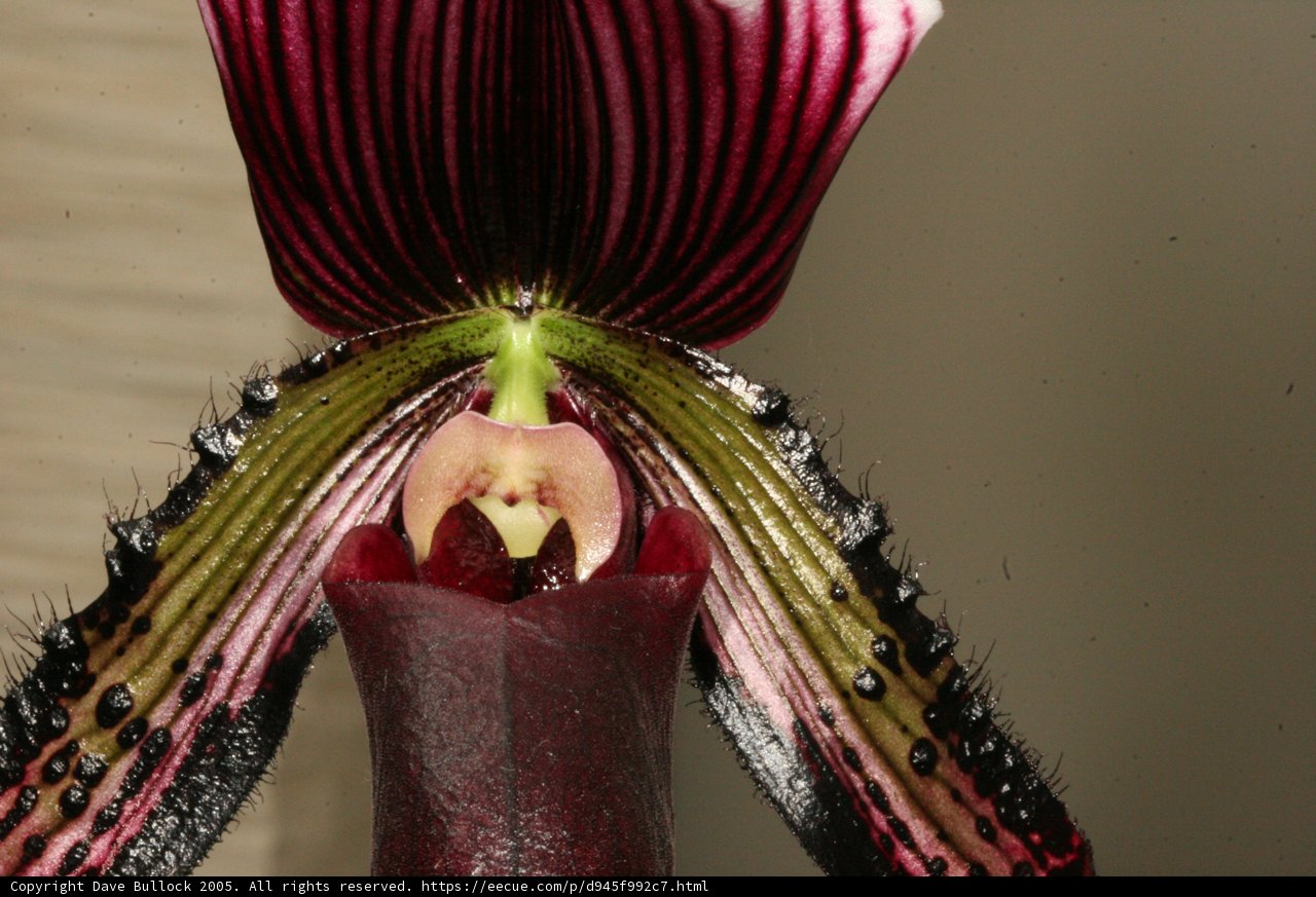 Orchid Blooms with Long Stems
