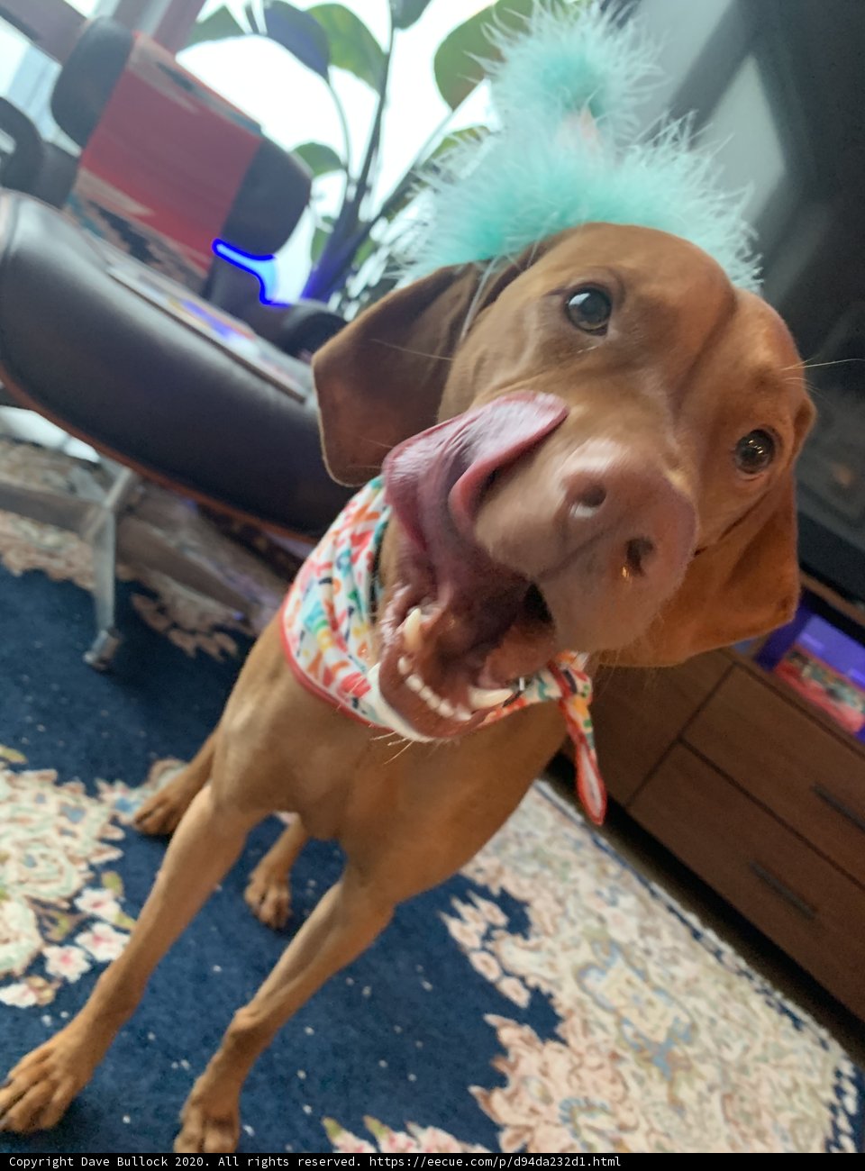 The Fashionable Vizsla