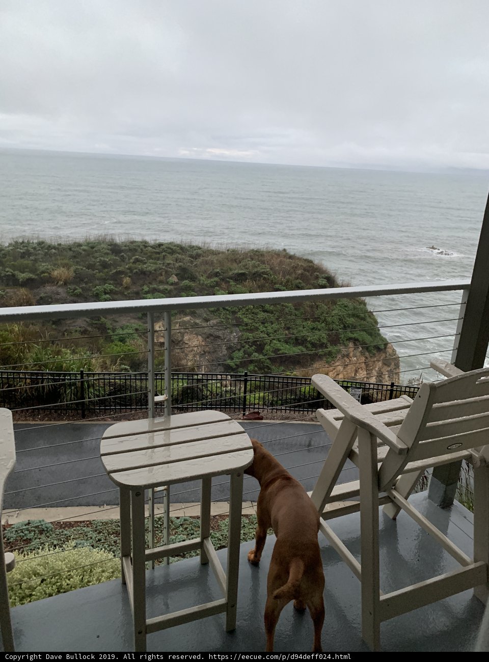 Serene Canine on a Pismo Beach Balcony
