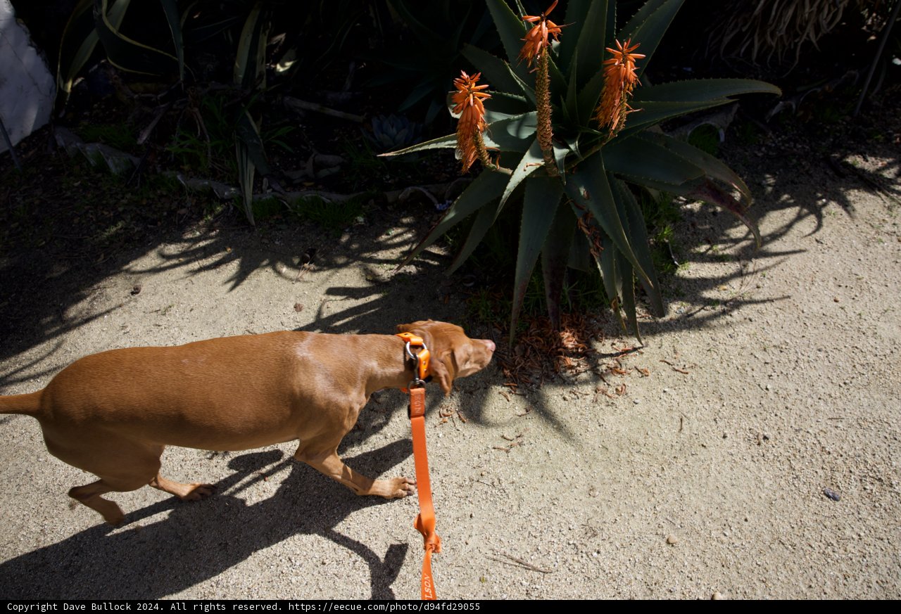 Canine Companion amidst Serene Scenery