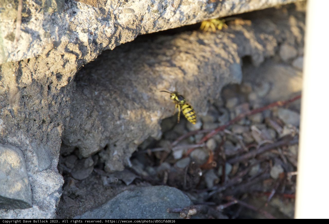 Grounded Wasp Encounter