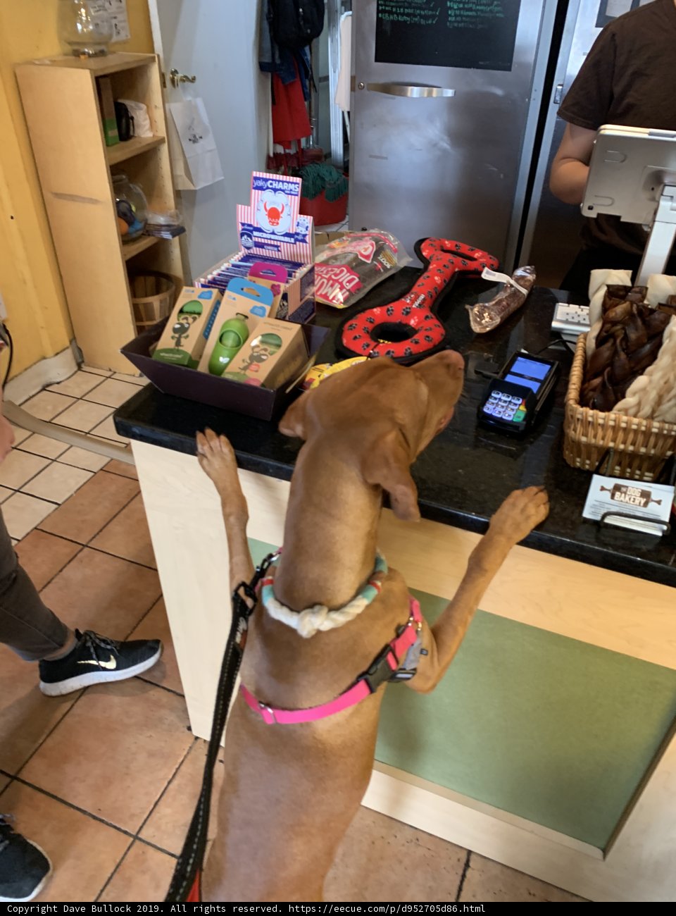 Counter Canine