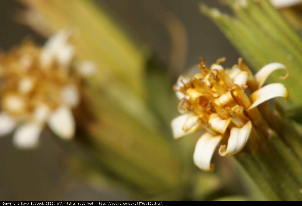 Tranquil Yellow and White Daisy