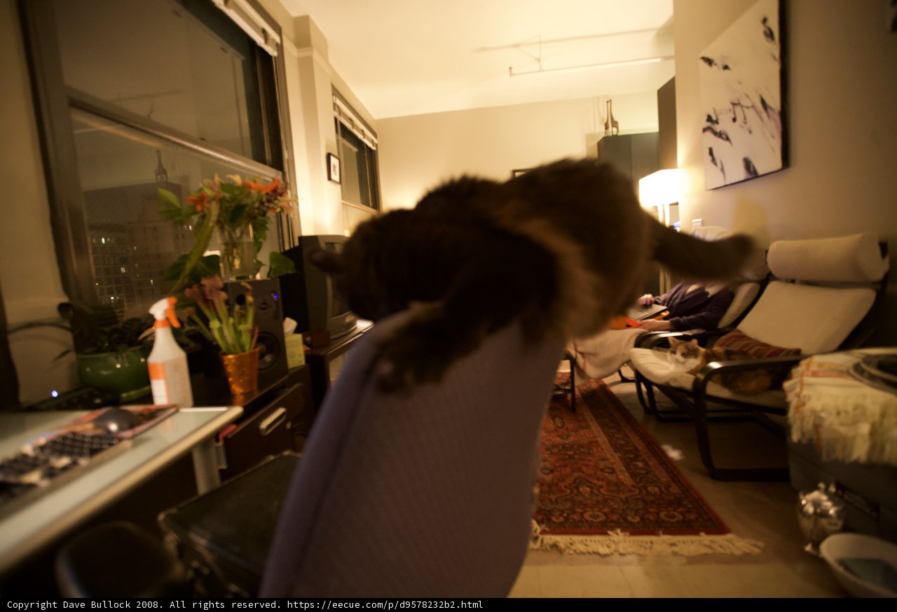 Majestic Feline in a Cozy Living Room