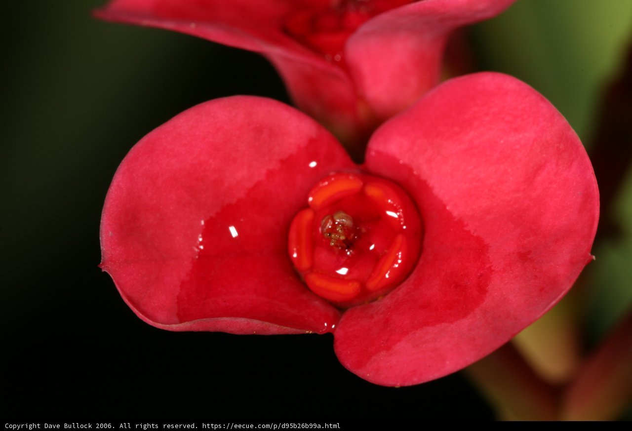 Vibrant Begonia with Water Droplets