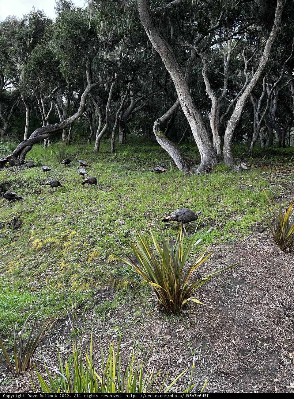 Serene Wilderness in Carmel
