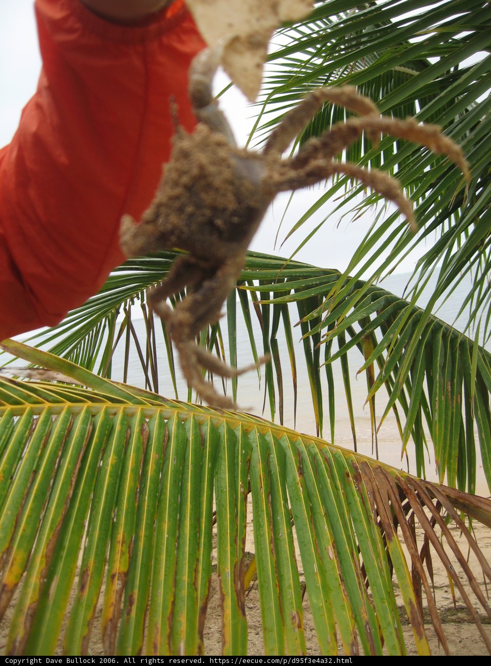 Palm Tree Crab