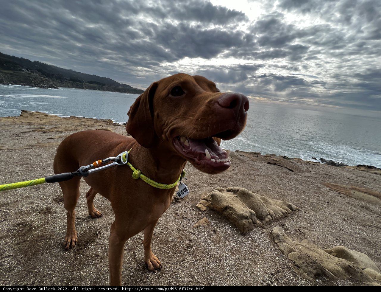 Dog Enjoying a Rocky Beach walk
