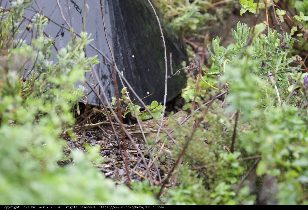 Black Barrel Nestled in Overgrown Garden Foliage