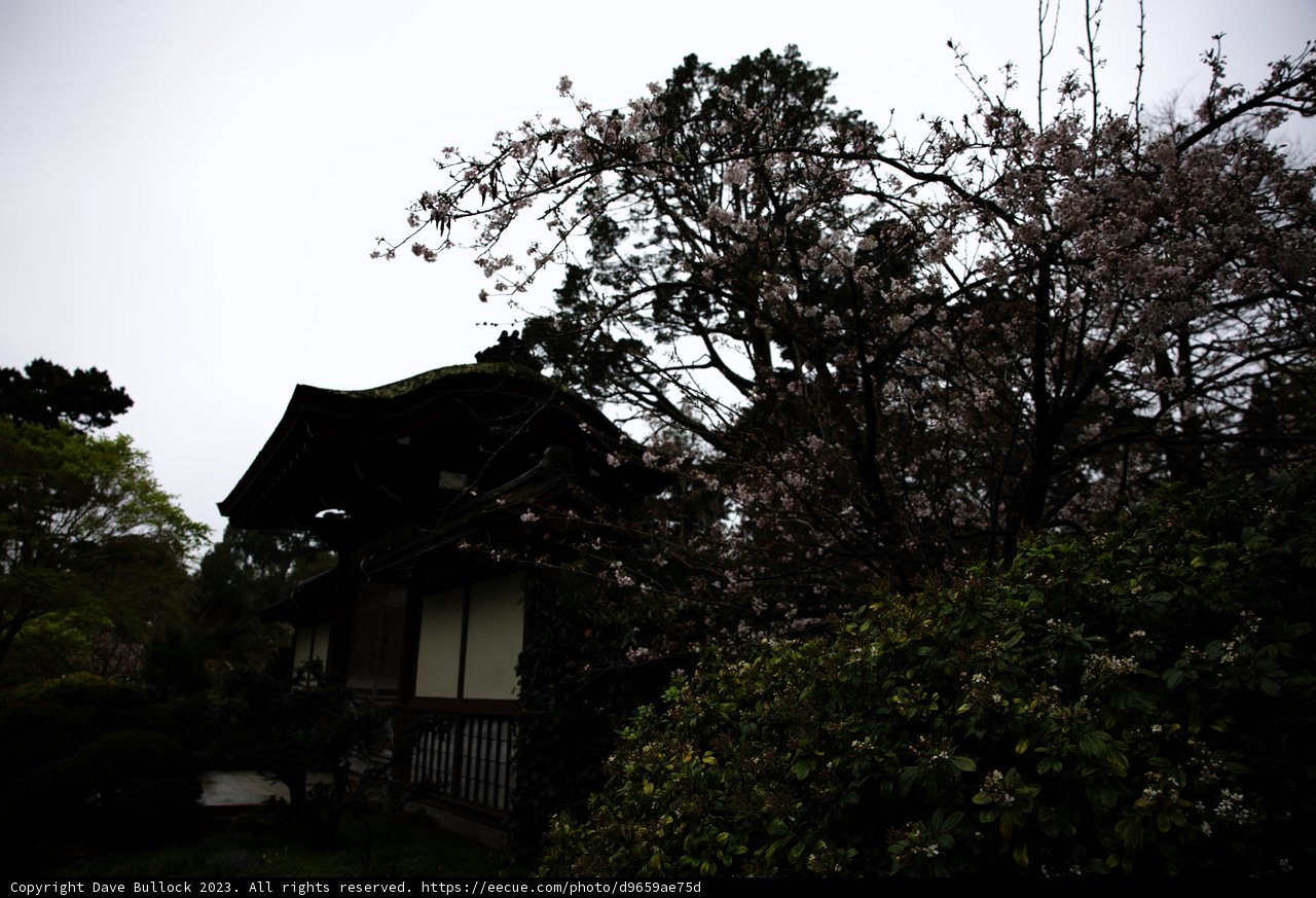 Serene Sakura Sanctuary