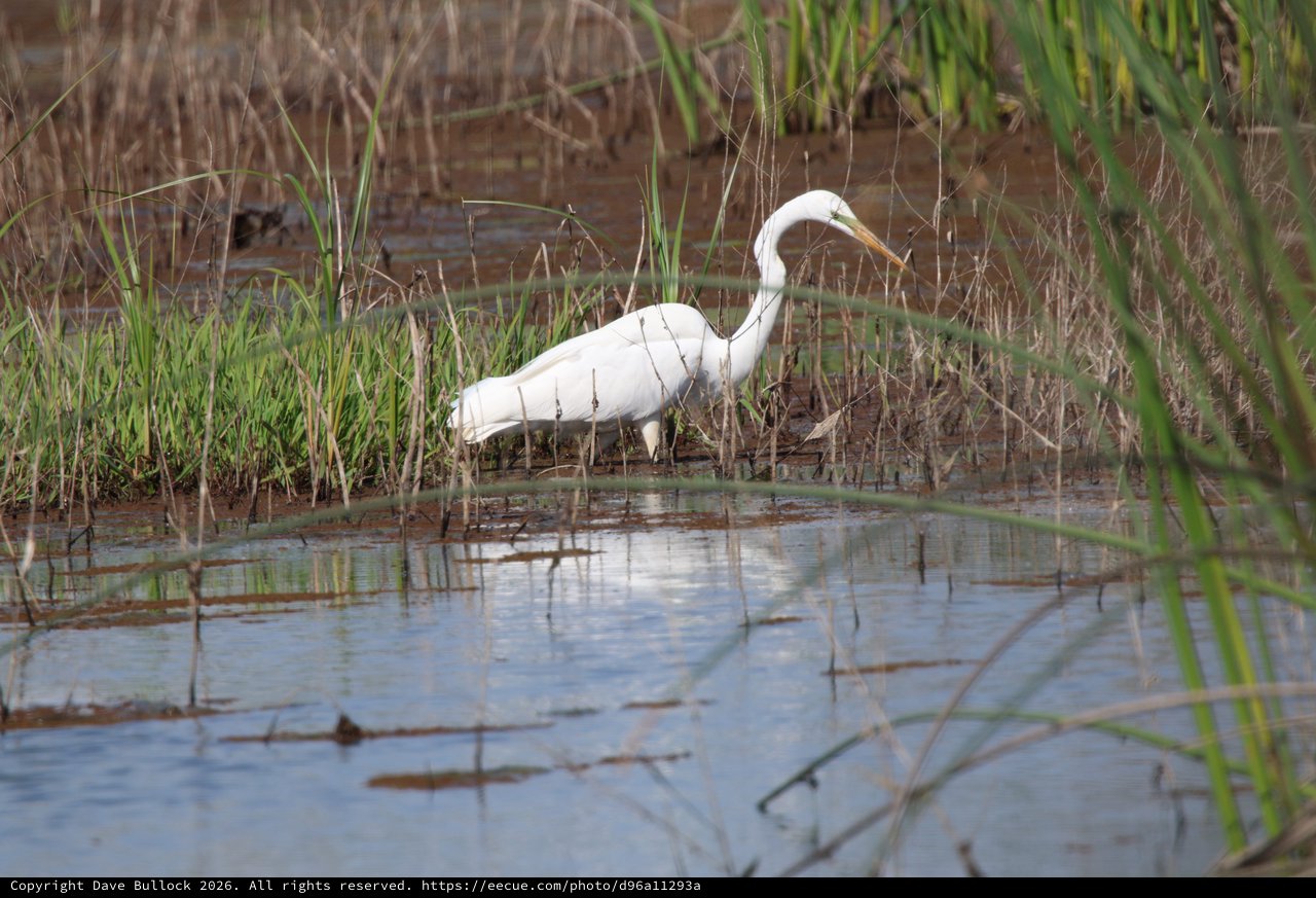 Great Egret Foraging in Yolo Bypass Wetlands