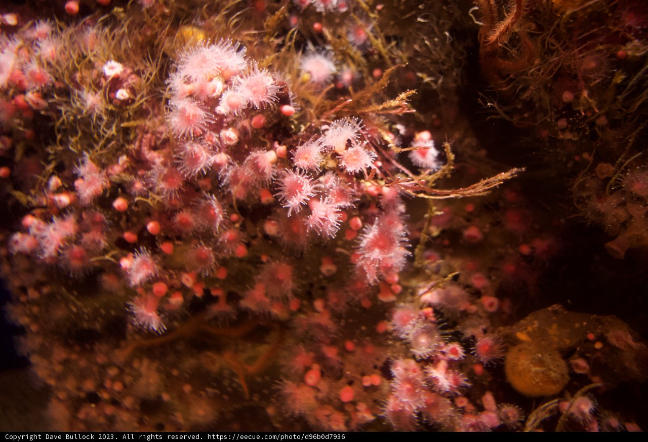 Subtle Beauty of Coral Reefs: A Monterey Encounter