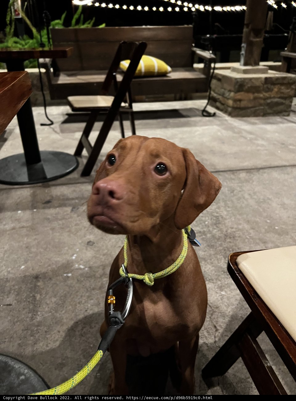 Relaxing with My Leash On