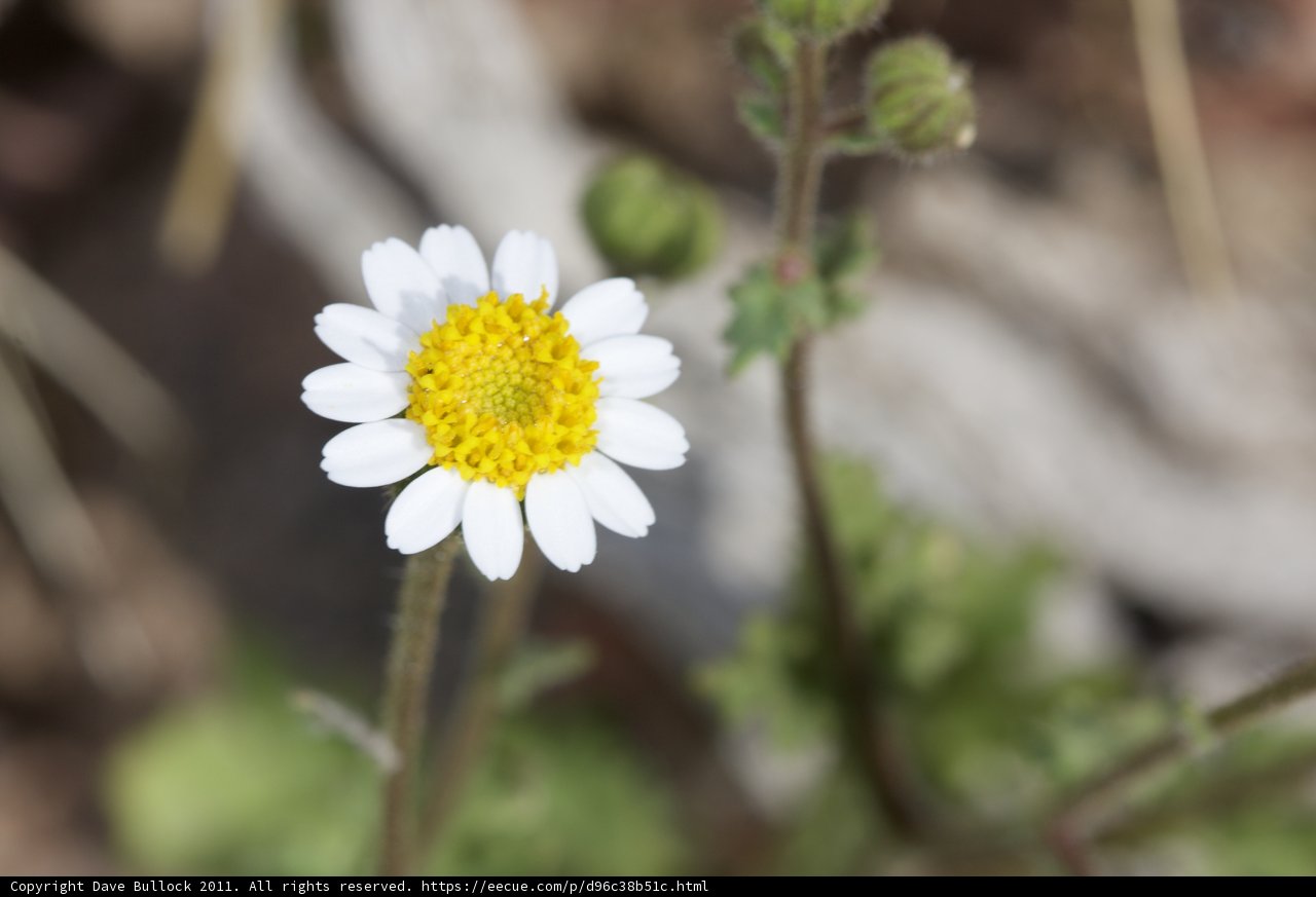 Blooming Daisy