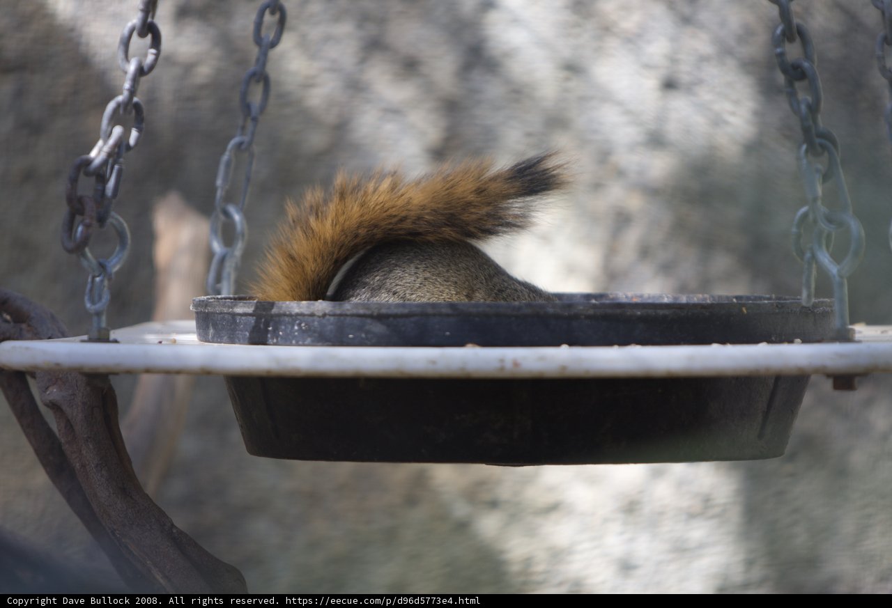 Hungry Squirrel