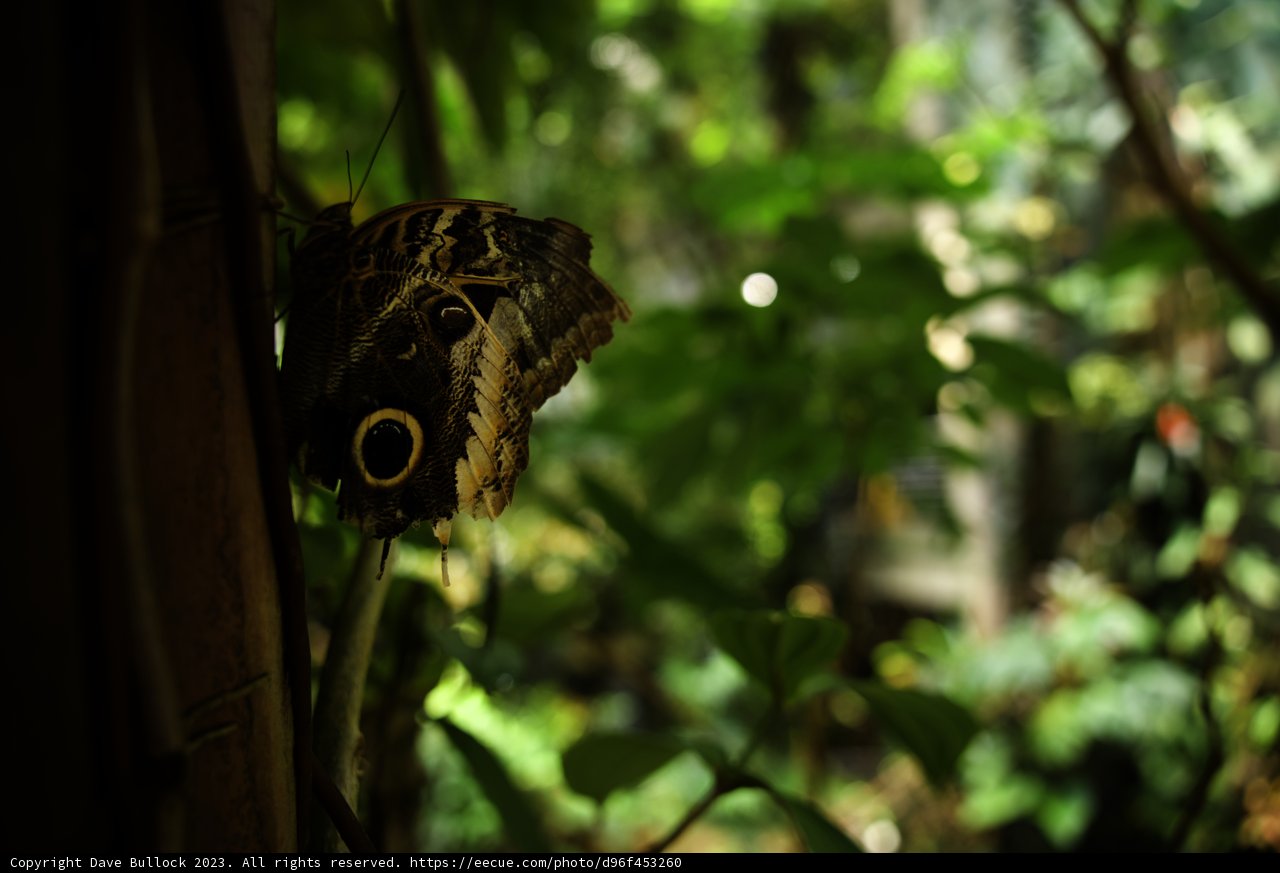 Enchanted Encounter in the Forest