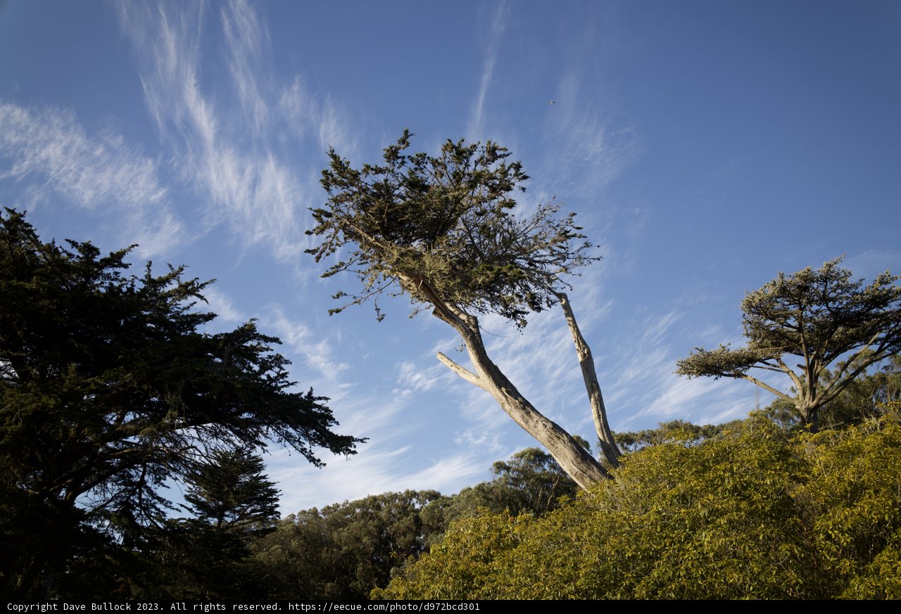 Eucalyptus Tree in November Sky