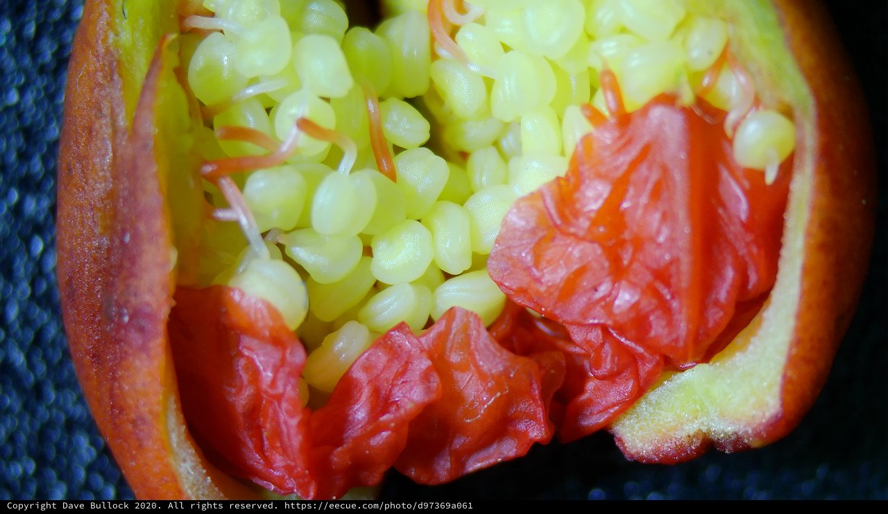 Unripe Pomegranate Seeds and Flesh Revealed