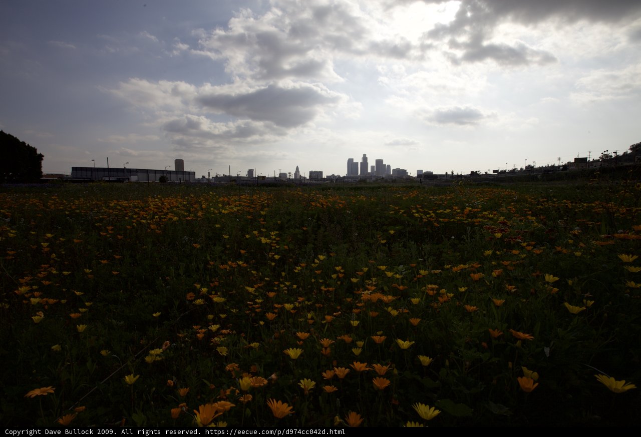 City Fields of Blooming Flowers