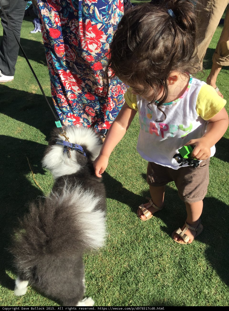 Toddler Meets Pomeranian
