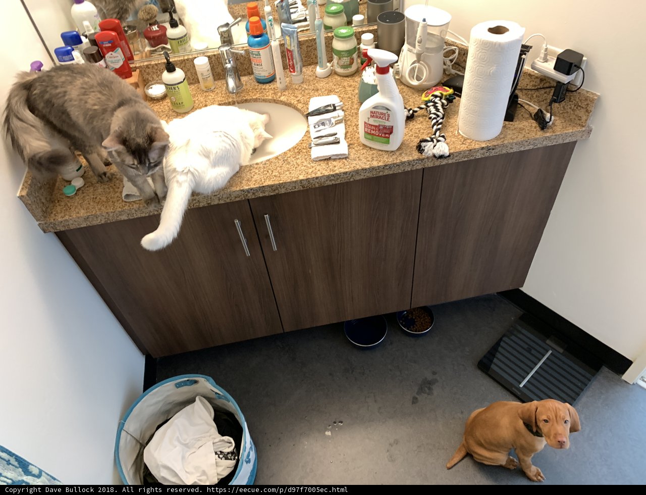 Feline and Canine Companions in the Kitchen