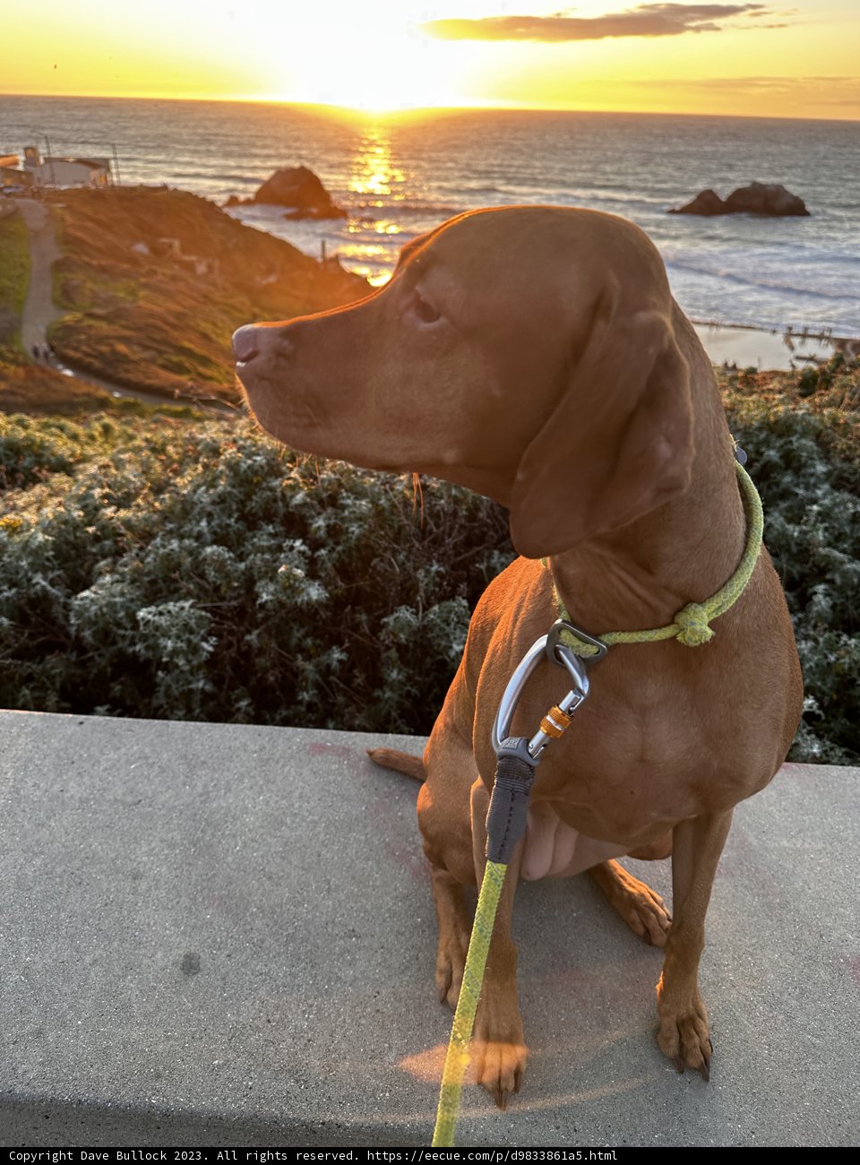 Canine on the Coast
