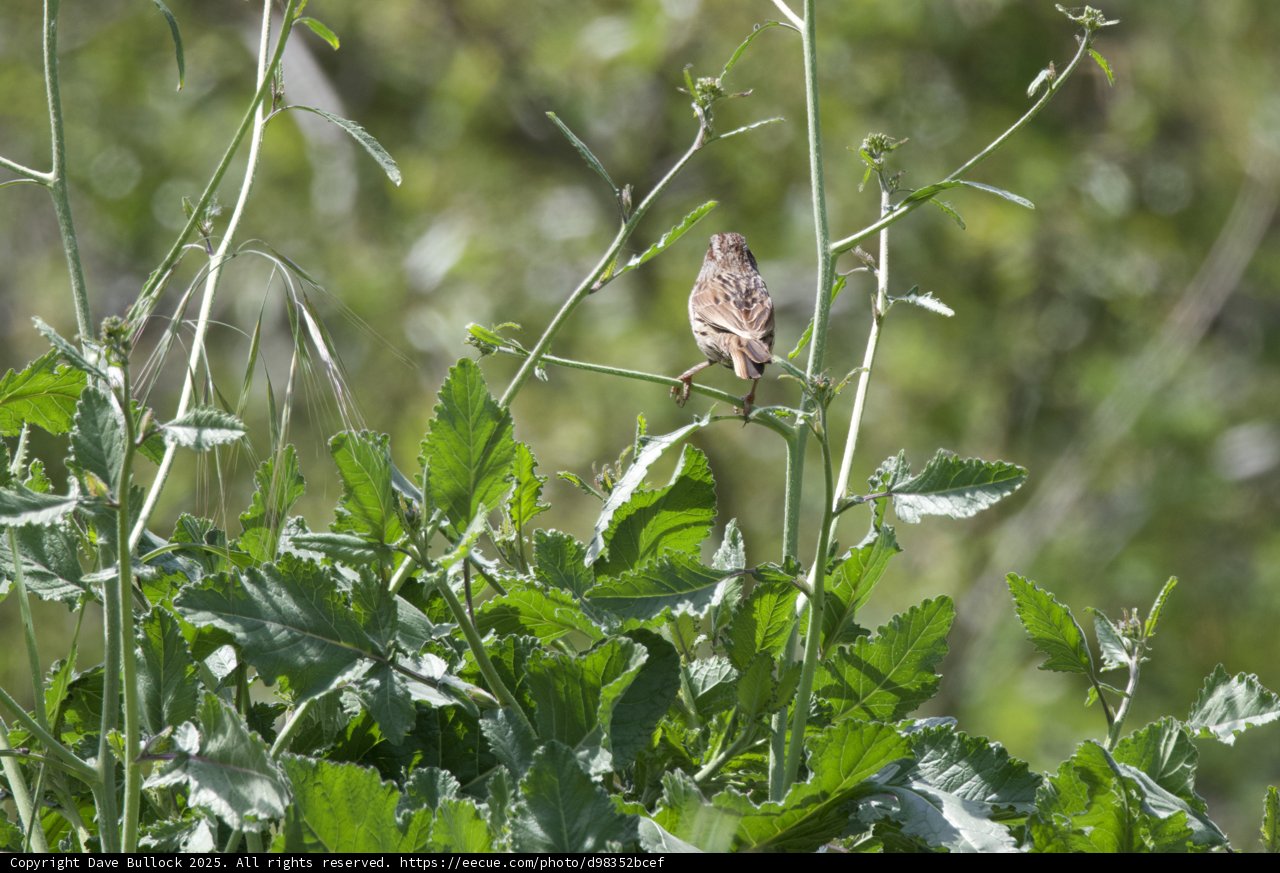 Perched Among the Greenery