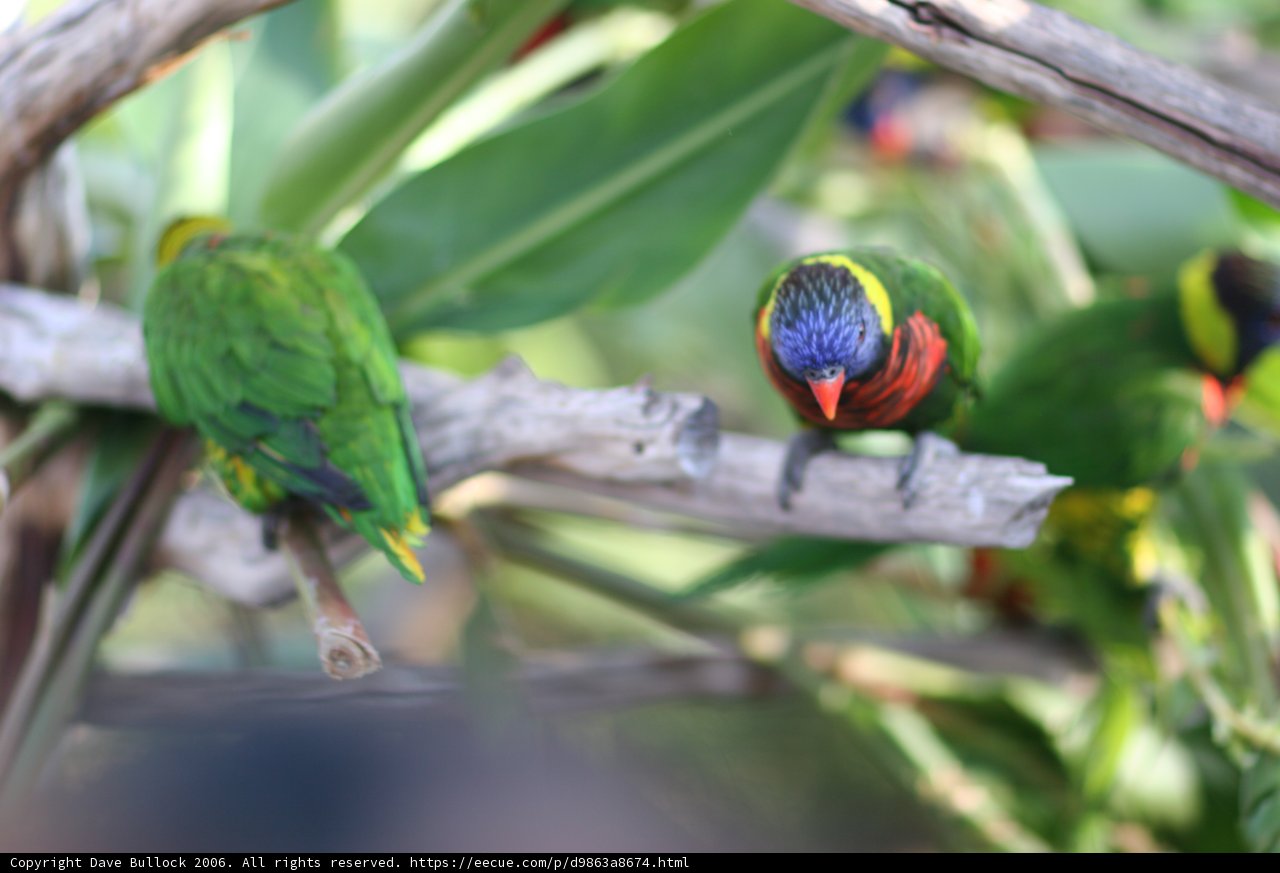 Avian Coexistence